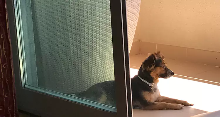 French Door Pet Screen Repair in Pine Hills, FL